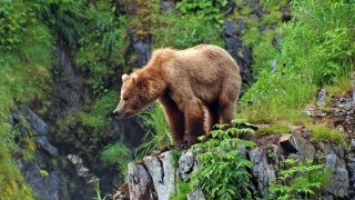 Ile de Kodiak et les îles aléoutiennes